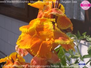MadeinMycountry-MadeinMycountryGR-MadeinMycountyry-EU-Greece-Cyprus
